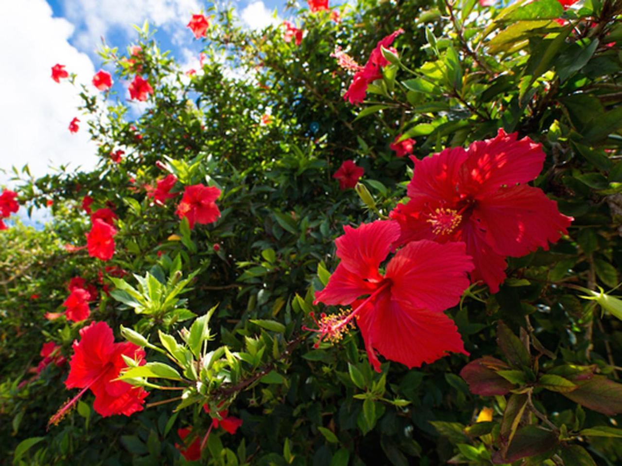Sun Green Resort Hotel Ishigaki Ishigaki  Exterior foto